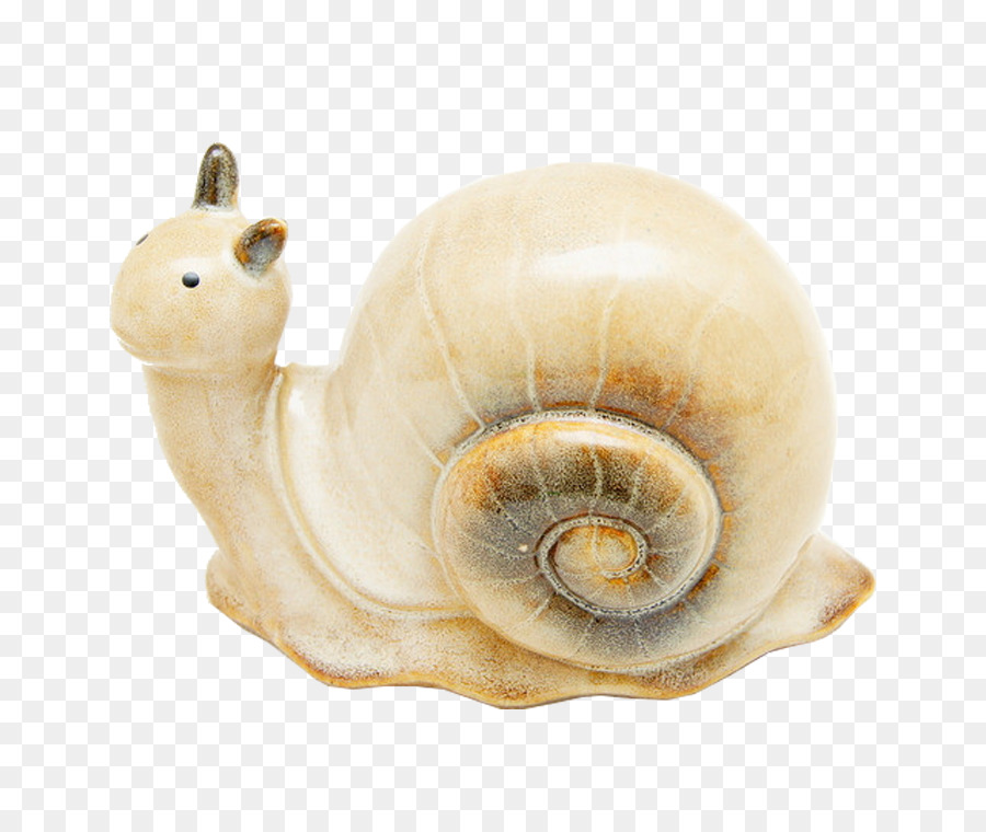 Caracol，Orthogastropoda PNG