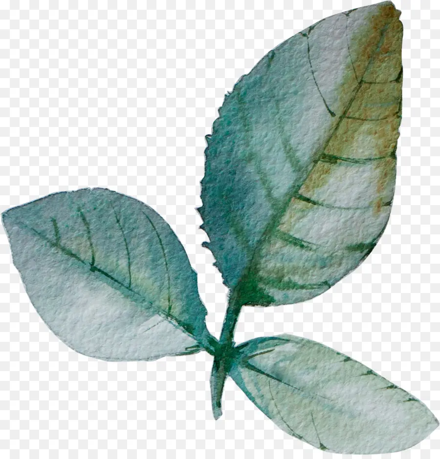 Hoja，Papel PNG