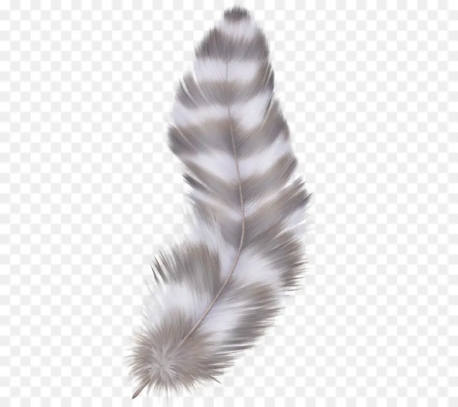 Pluma，Ganso PNG