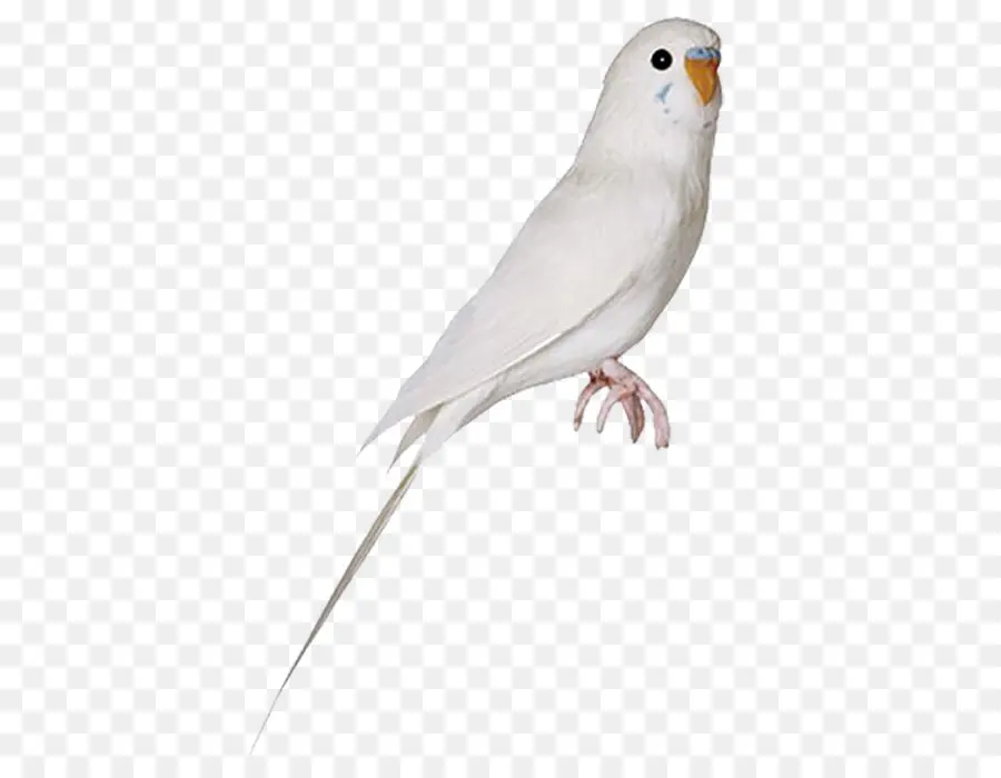 Pájaro，Parrot PNG