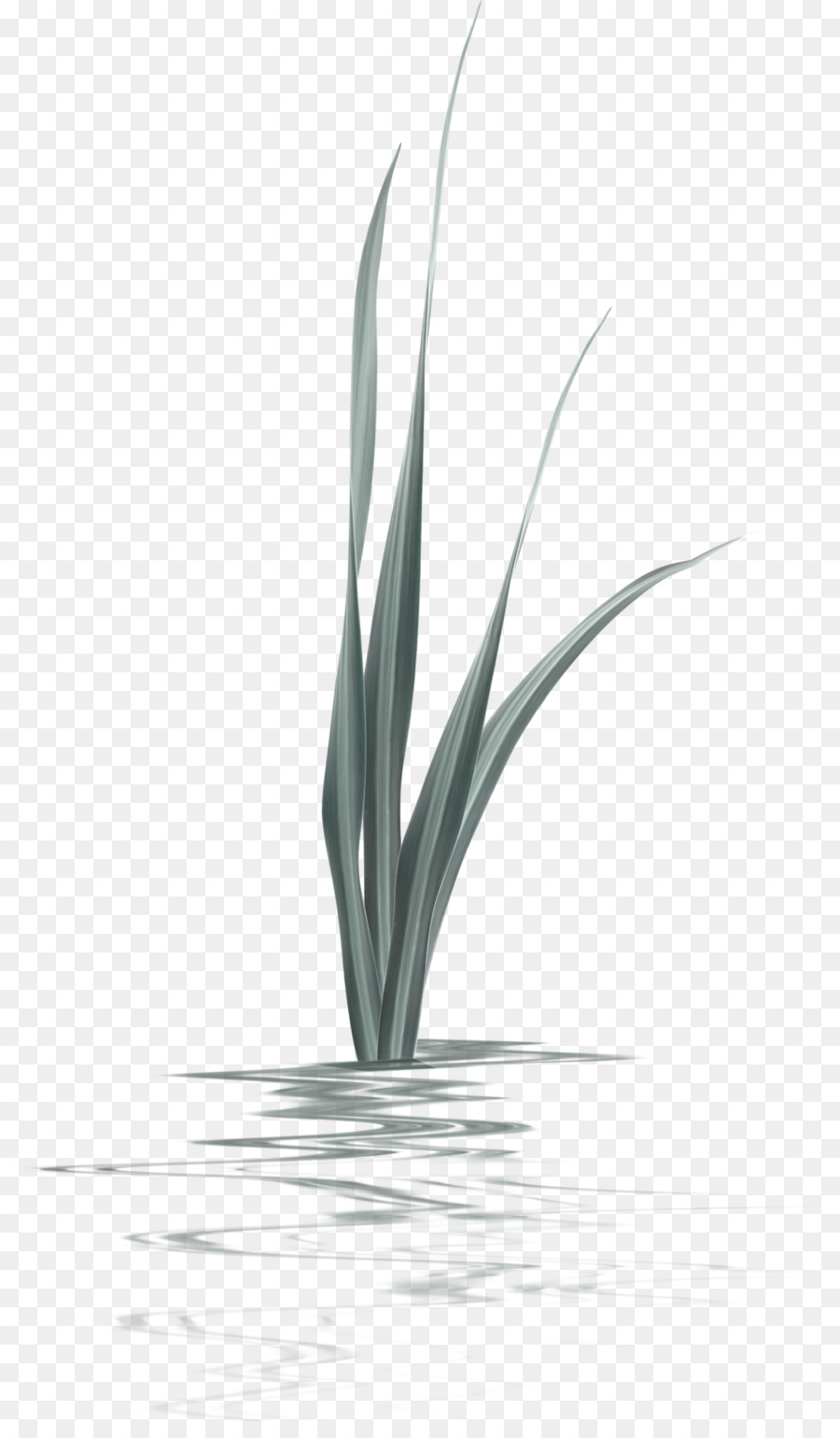 Planta Acuática，Planta PNG