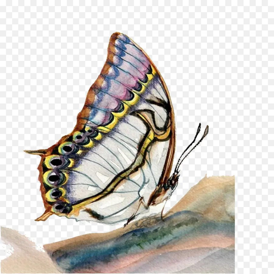 El Arte De La Pintura，Mariposa PNG