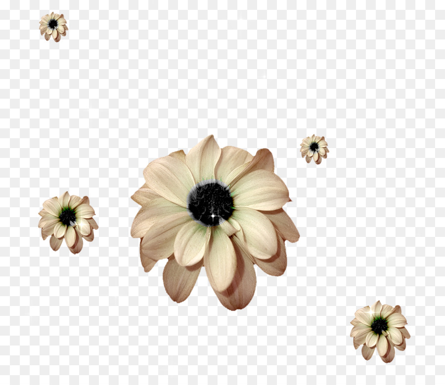 Flor，La Transparencia Y Translucidez PNG