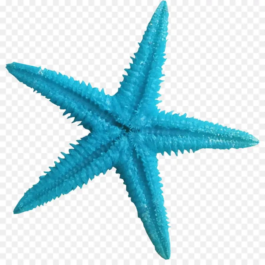 Estrella De Mar，Azul PNG