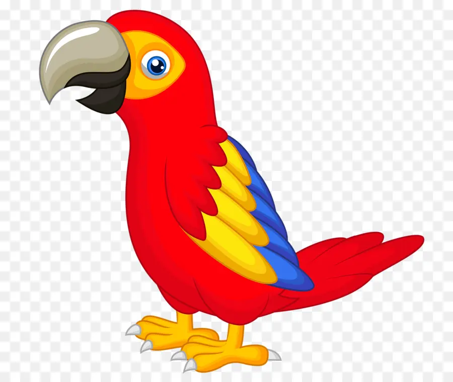 Loro，Pájaro PNG