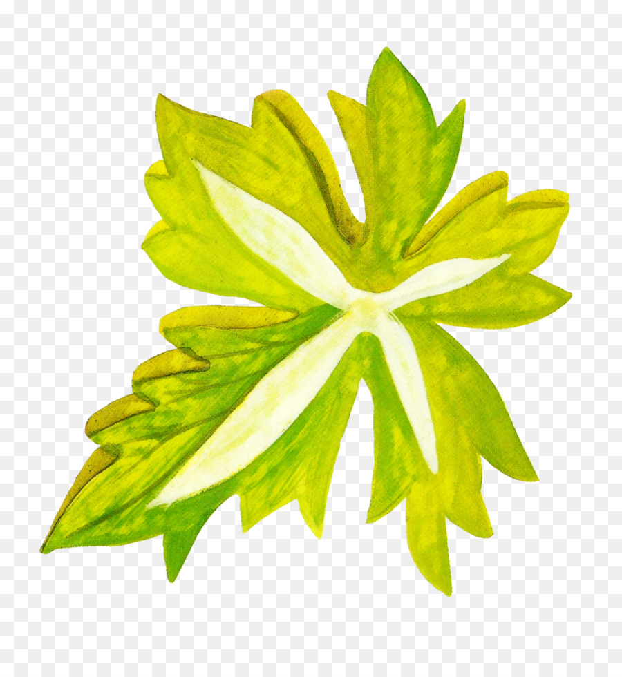 Hoja，Verde PNG