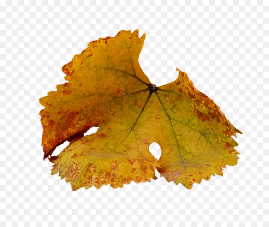 Hojas De Otoño，Hojas PNG