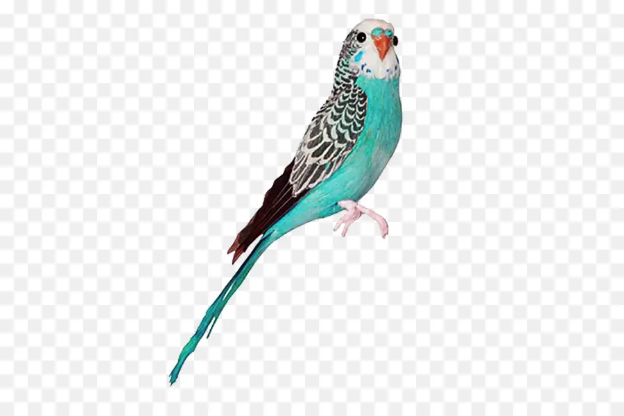 Loro Colorido，Plumas PNG