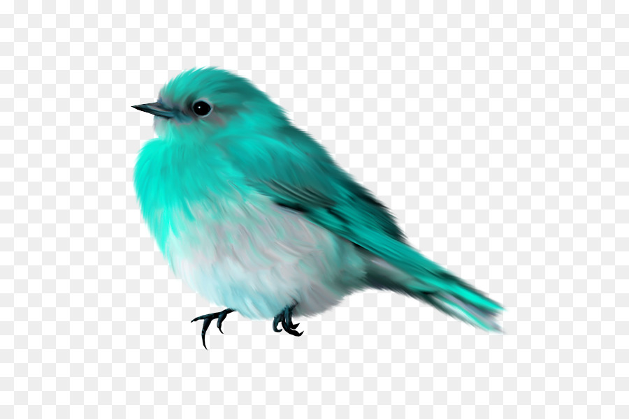 Pájaro，Plumas PNG