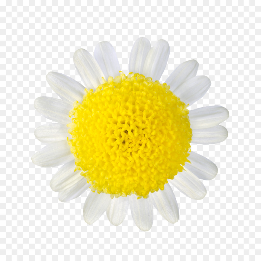 Común Daisy，Pétalo PNG