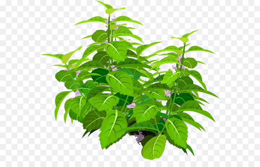 Planta Verde，Hojas PNG