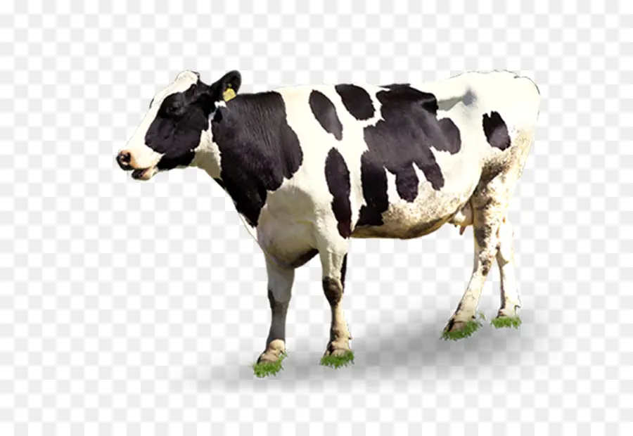 El Ganado，La Leche PNG