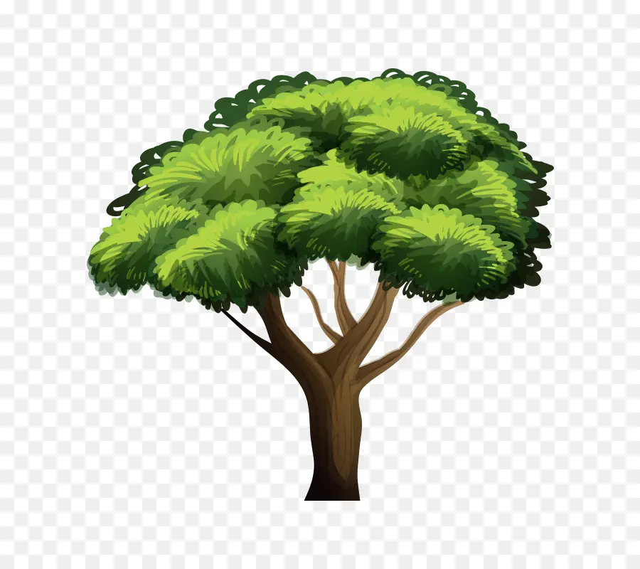 árbol，Arecaceae PNG