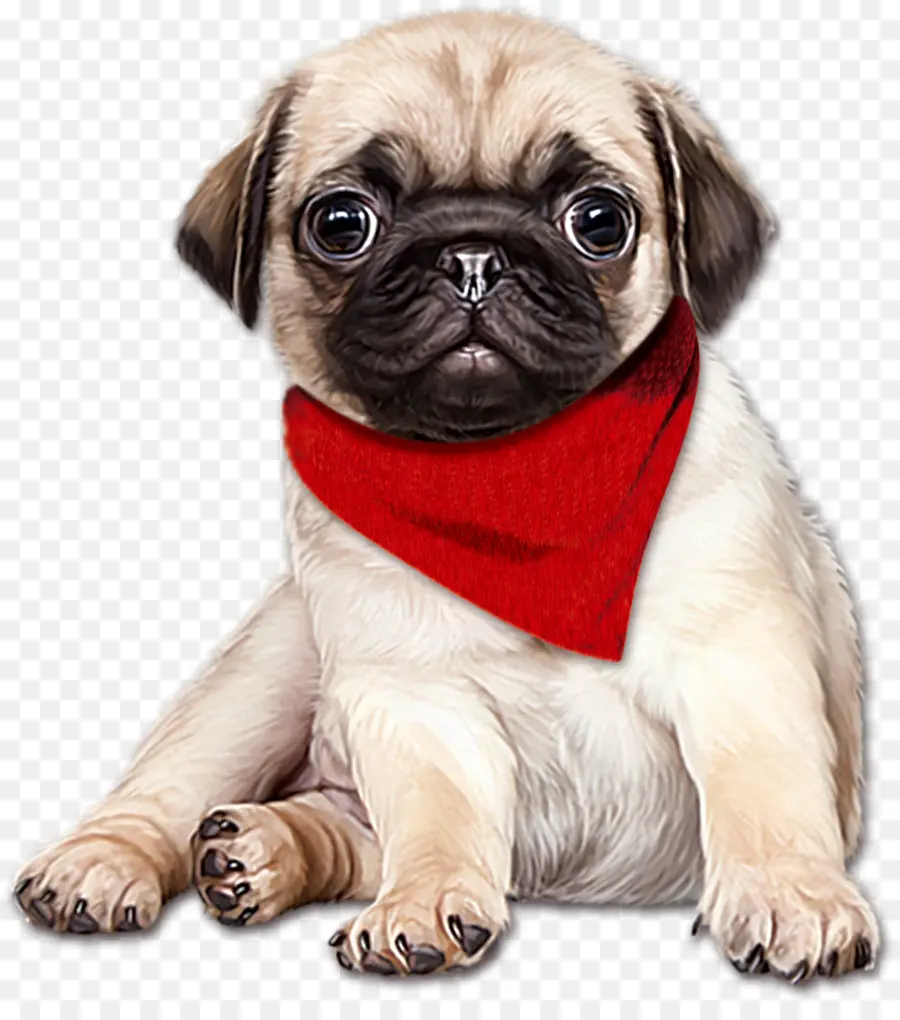 Pug，Mastín Inglés PNG