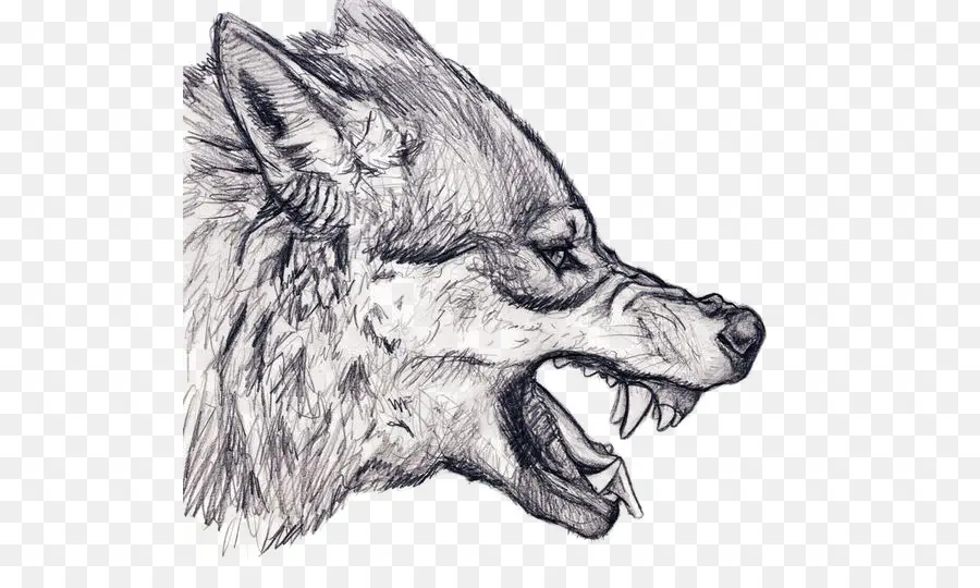 Bosquejo Del Lobo，Animal PNG