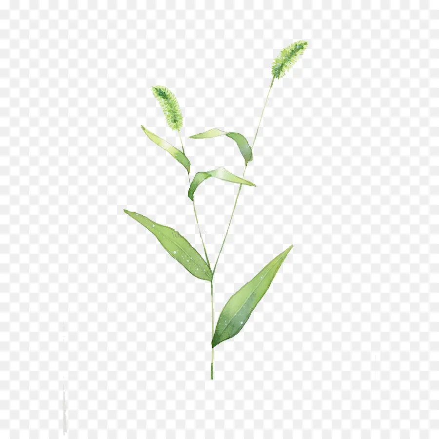 Planta Verde，Hojas PNG