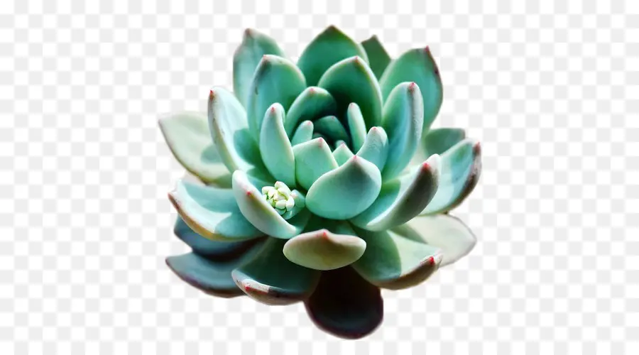 Planta Suculenta，Planta PNG