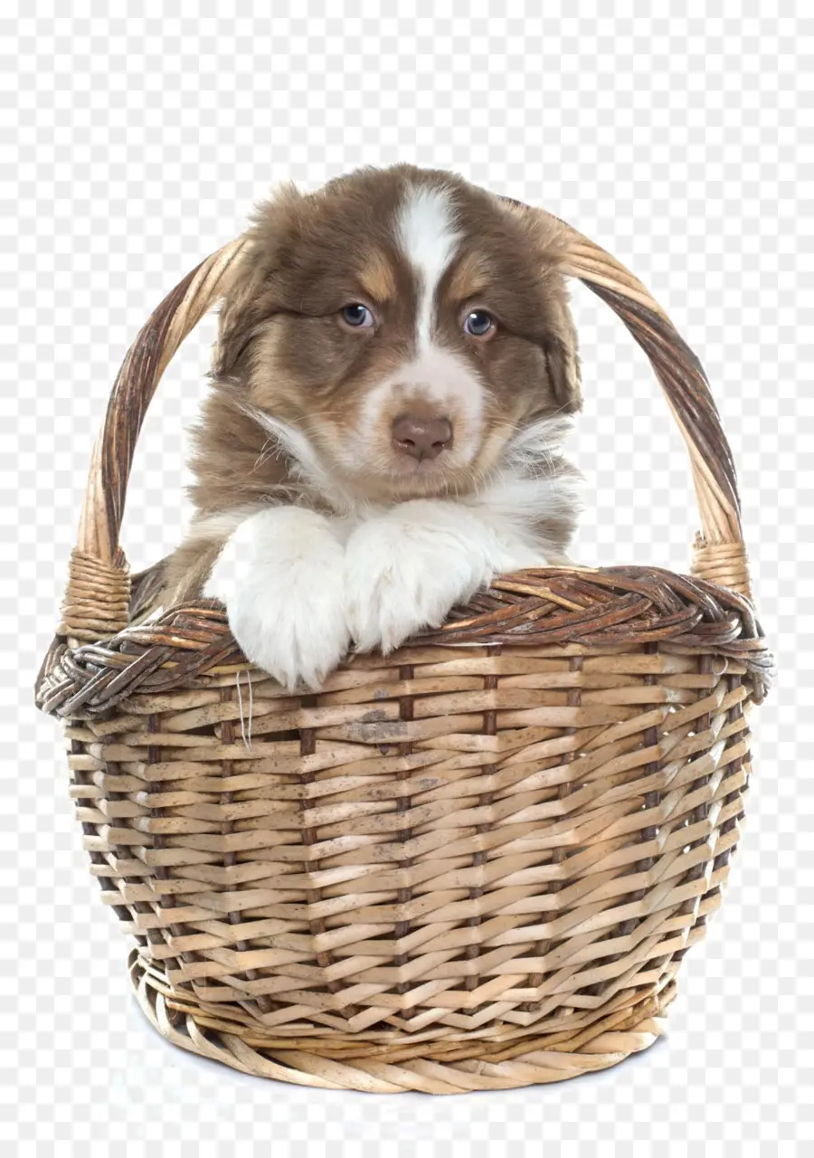 Pastor Australiano，Border Collie PNG