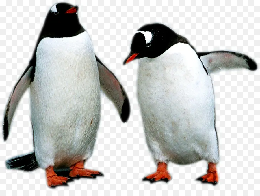 Penguin，Descargar PNG