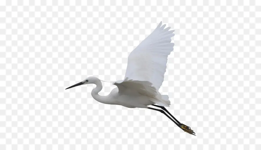 Pájaro Volador，Vuelo PNG