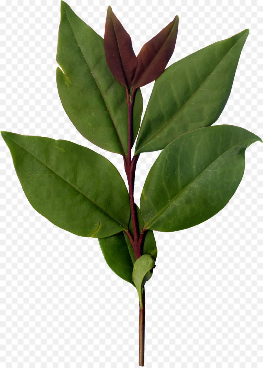 Hojas Verdes，Planta PNG