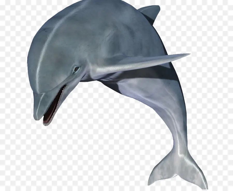 Cachorro，Dolphin PNG