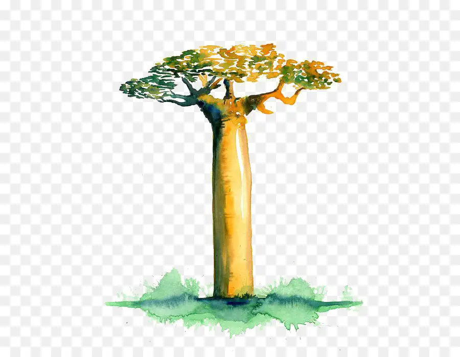 Avenida De Los Baobabs，Adansonia Gregorii PNG