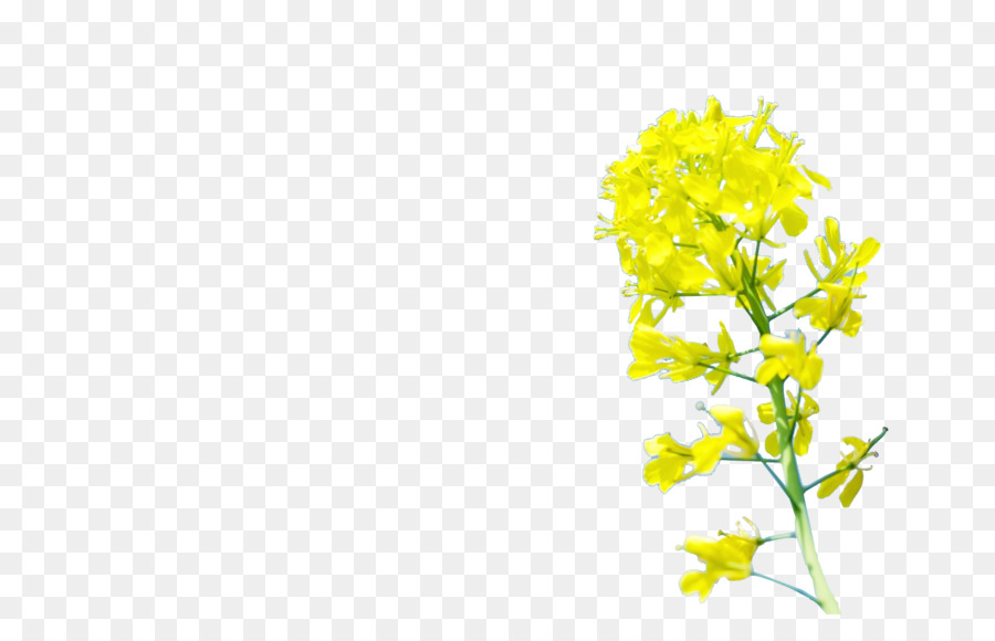 Amarillo，Diseño Floral PNG