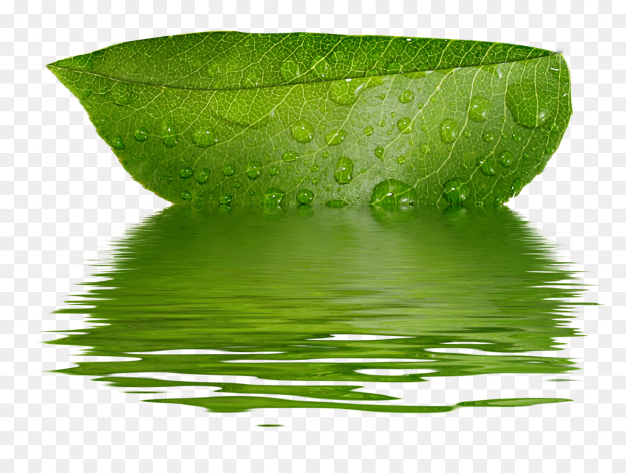 Hoja，Agua PNG