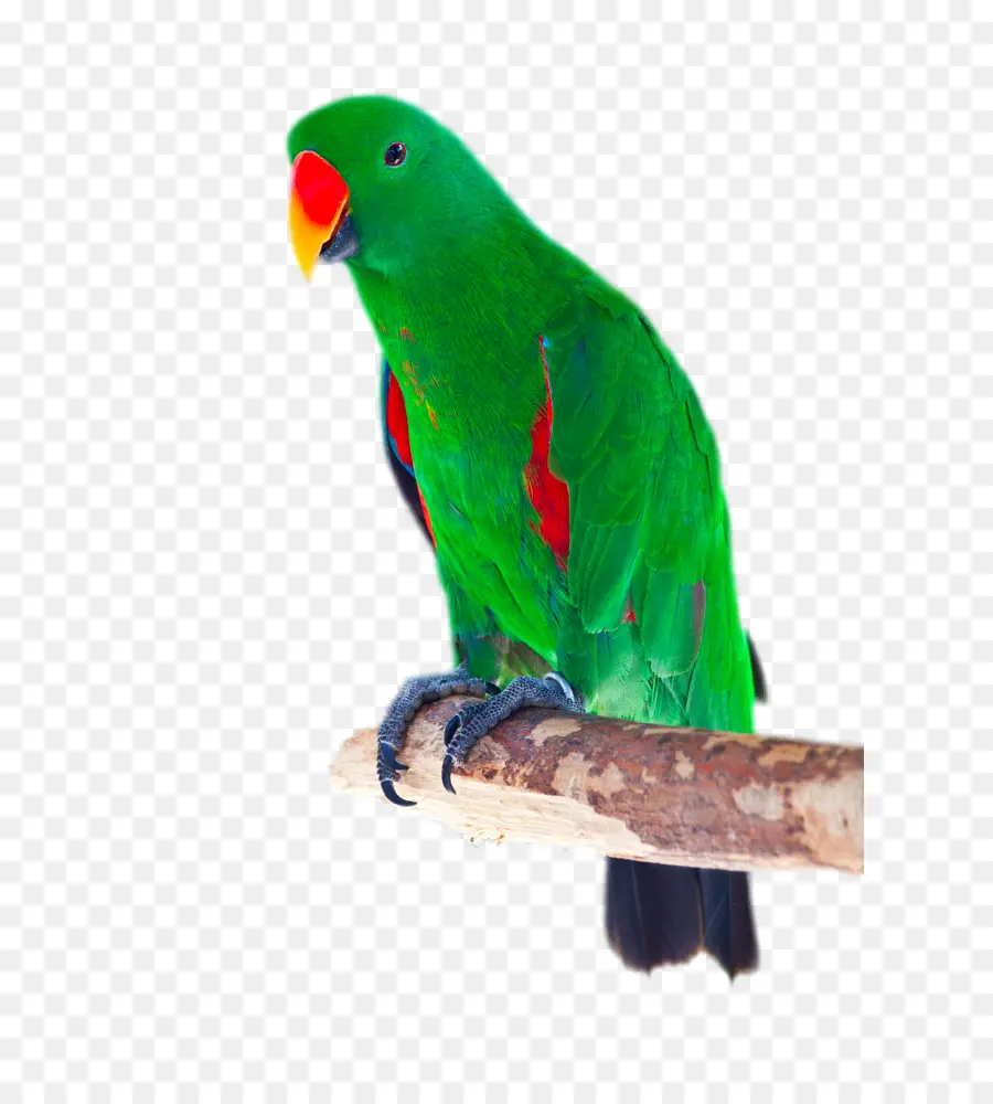 Loro Eclectus，Pájaro PNG