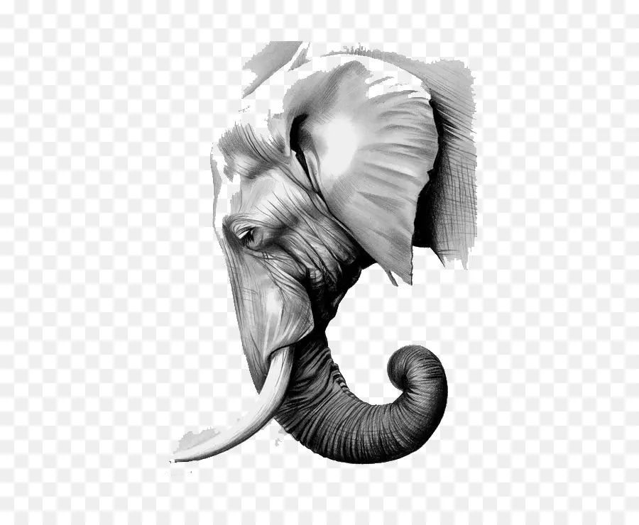 Los Elefantes，Elefante PNG