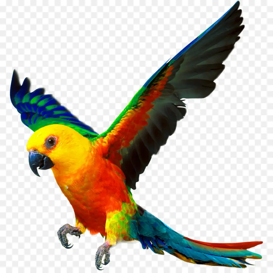 Loro，Vuelo PNG