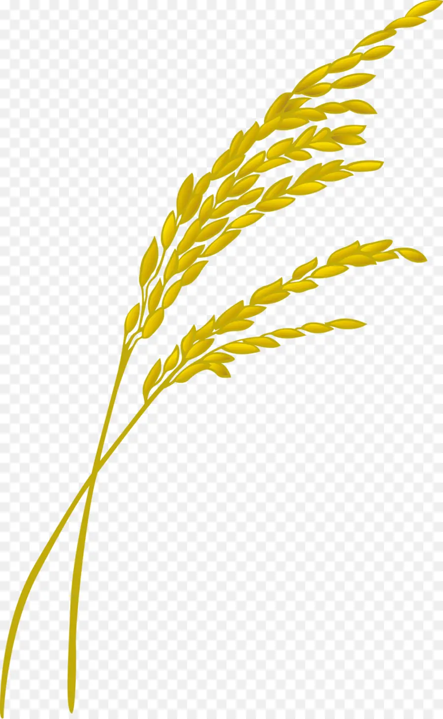 Trigo，Grano PNG