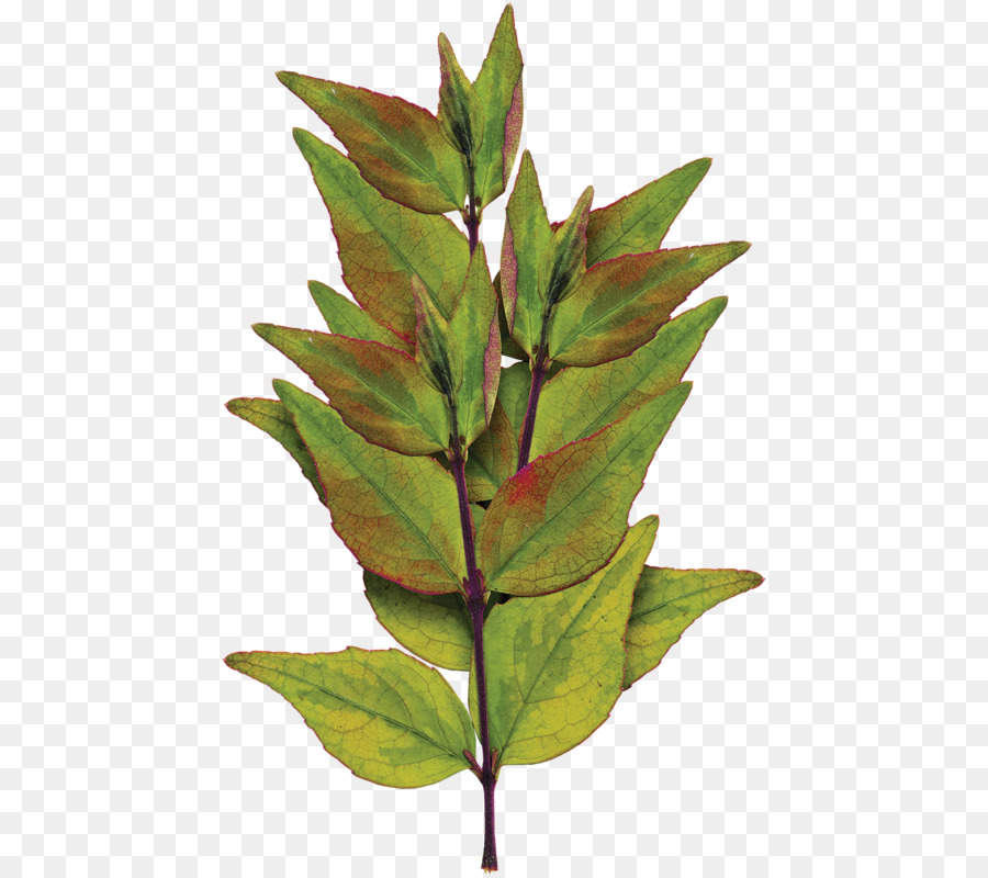 Hoja，Tallo De La Planta PNG