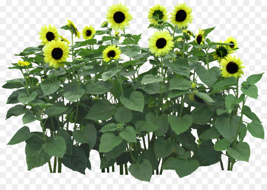 Girasoles，Amarillo PNG