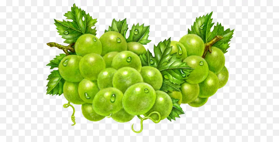 Uvas Verdes，Enredadera PNG