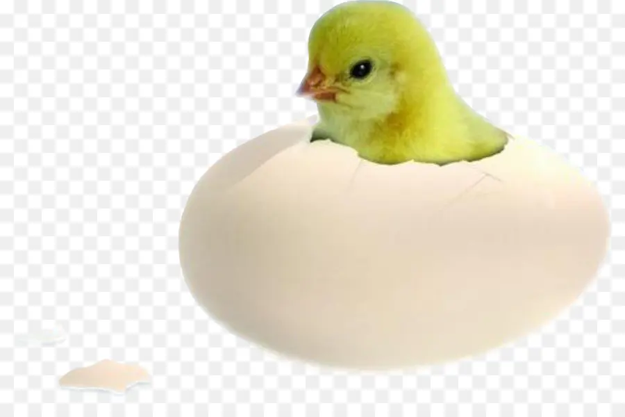 Pollo，Pato PNG