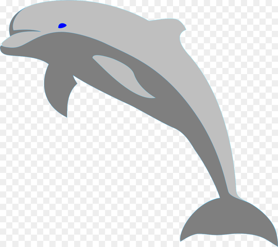 Dolphin，El Delfín Nariz De Botella PNG