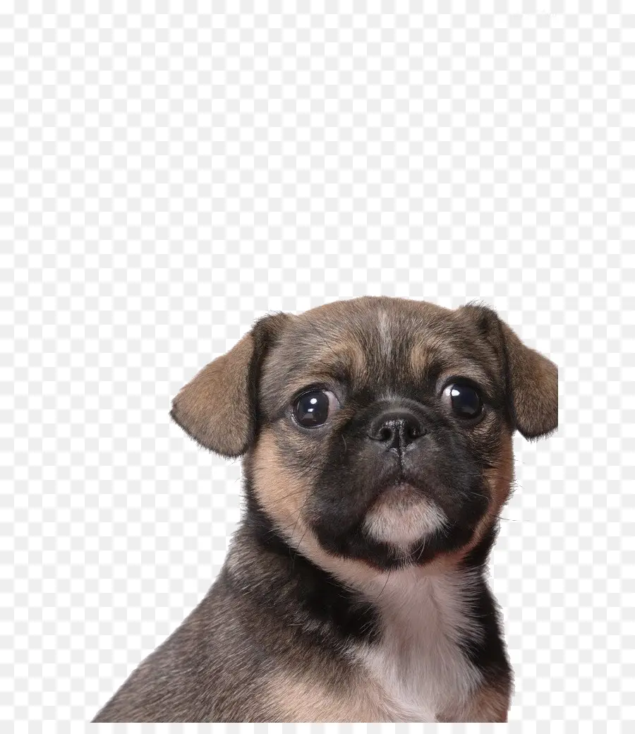 Pug，Pomerania PNG