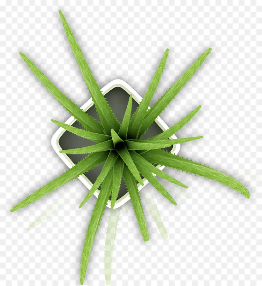 Aloe Vera，Planta PNG