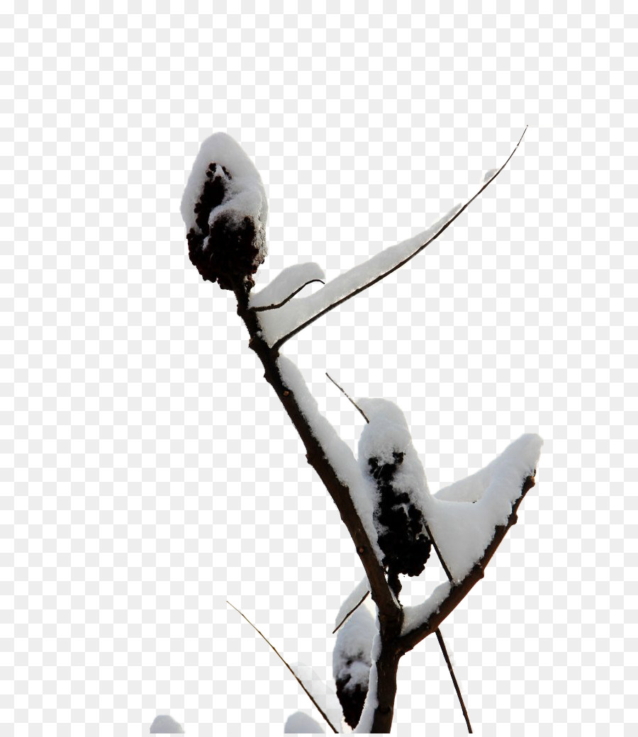 La Nieve，árbol PNG