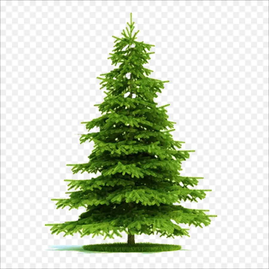 Blue Spruce，Picea Asperata PNG