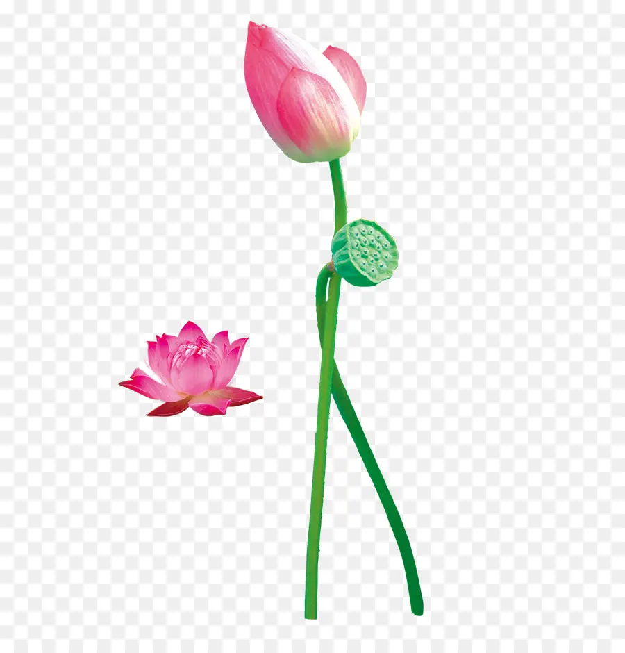 Flor De Loto，Florecer PNG