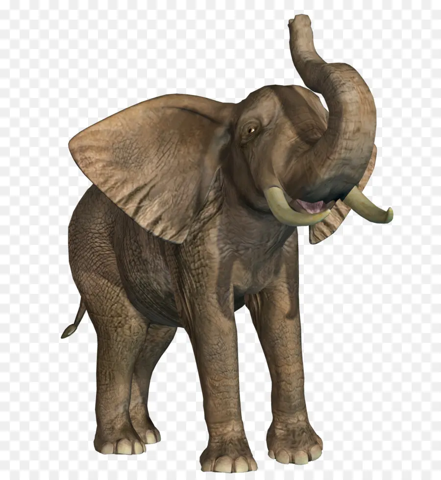 Elefante Africano，Elefante Indio PNG