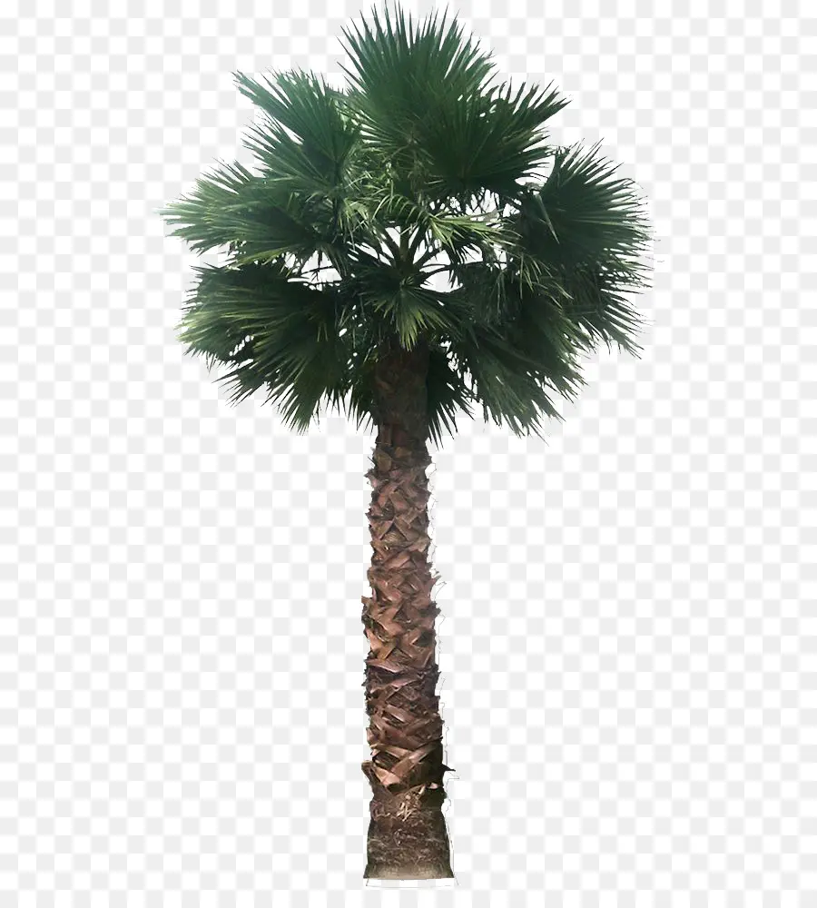 Palmera，Tropical PNG