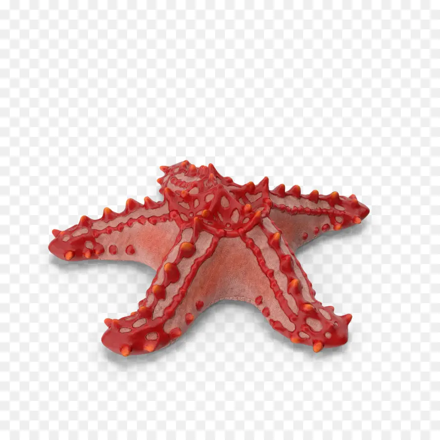 Estrella De Mar Roja，Marina PNG