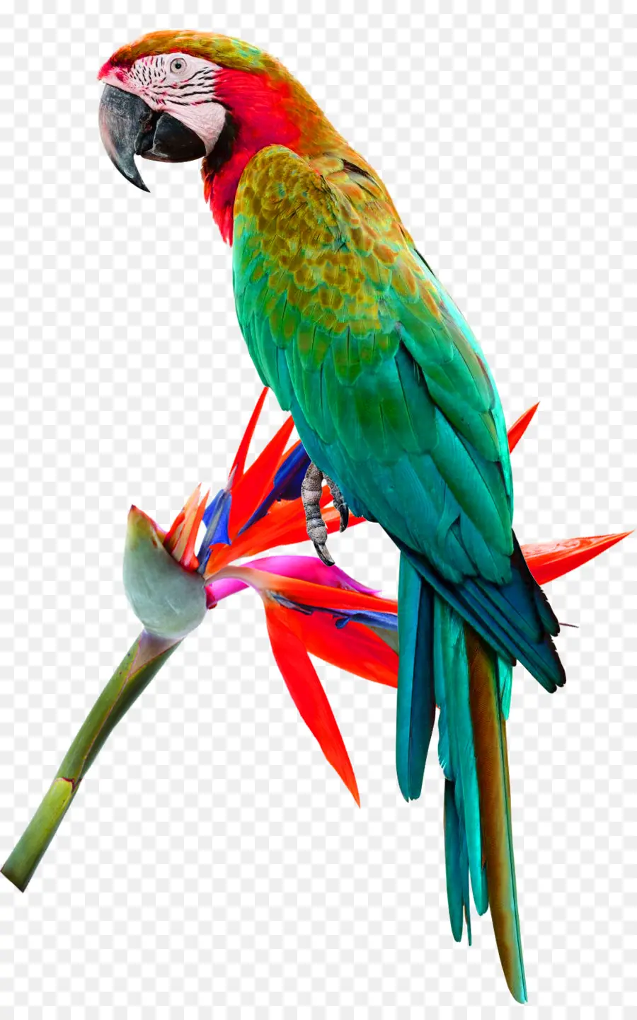 Pájaro，Amazon Redlored PNG