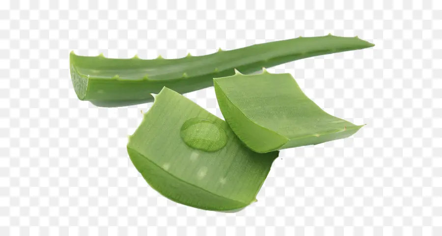 Aloe Vera，Aloe Vera La Planta Milagrosa PNG