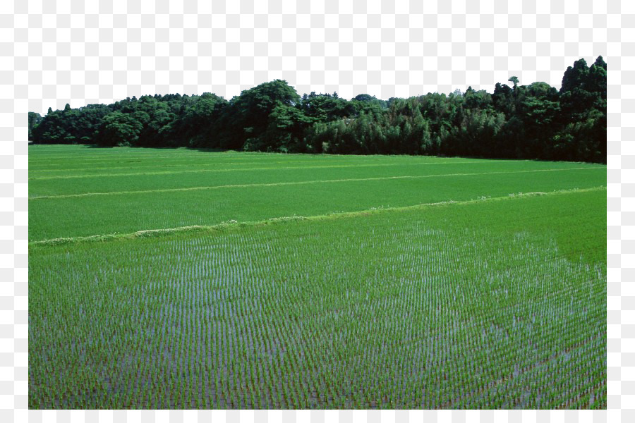 Campo De Arroz，Oryza Sativa PNG