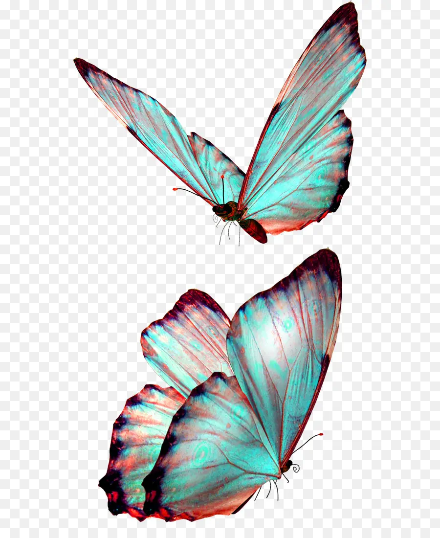 Mariposas Azules，Vuelo PNG